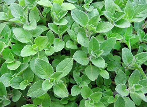 Harley Seeds Greek Oregano seeds pack — start a fragrant herb garden with flavorful leaves.