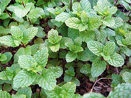 Harley Seeds heirloom Mentha spicata seeds in close-up for fragrant herb gardening.