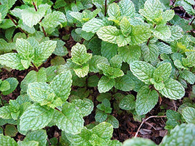 Harley Seeds heirloom Mentha spicata seeds in close-up for fragrant herb gardening.