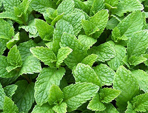 Harley Seeds Kentucky Colonel Mint seeds collection for fresh home-grown herbs.