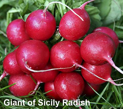 Harley Seeds Lady Slipper radish offers delicate color and tender texture