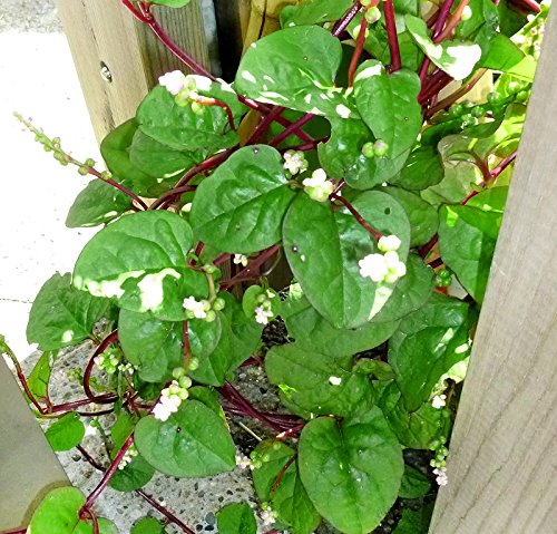 Harley Seeds Malabar Red Stem Spinach seeds packet for home planting