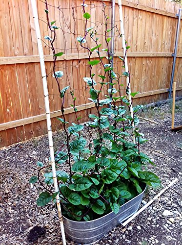 Harley Seeds Malabar spinach leaves ideal for stir-fries