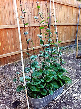 Harley Seeds Malabar spinach leaves ideal for stir-fries