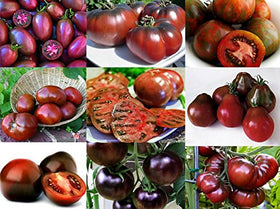 Harley Seeds mixed black tomato seeds for a rich, varied harvest