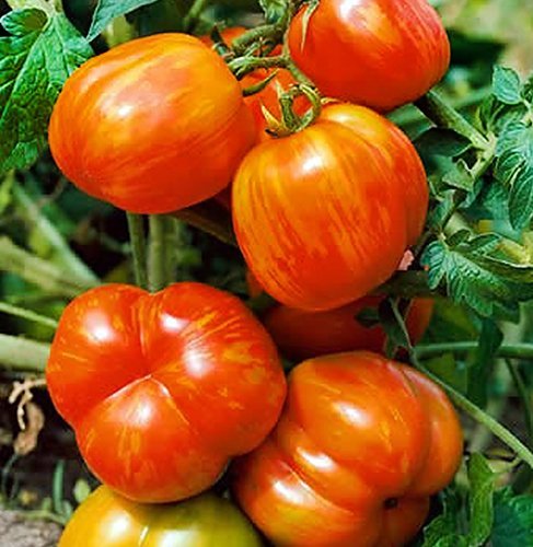 Harley Seeds Mr. Stripey tomato: colorful stripes, perfect for vibrant salads.