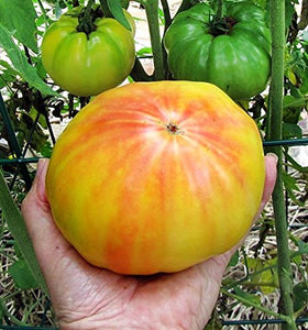Harley Seeds Mr. Stripey tomato on an indeterminate vine in a sunny garden.