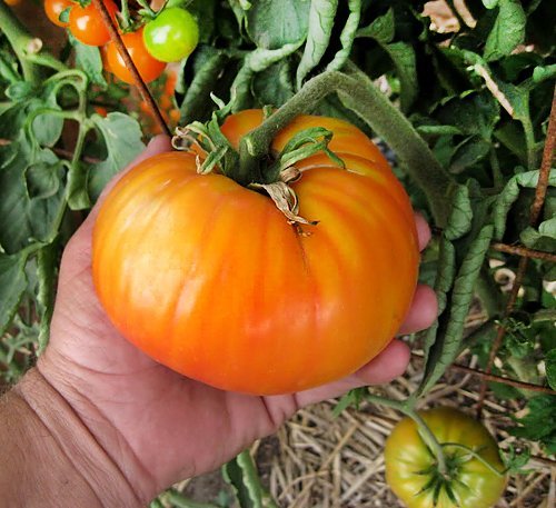 Harley Seeds Mr. Stripey tomato: hardening off helps seedlings adapt to outdoor sun.