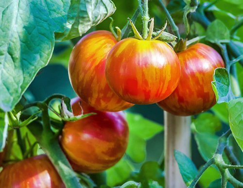 Harley Seeds Mr. Stripey tomato: low-acid heirloom flavor for fresh slices.