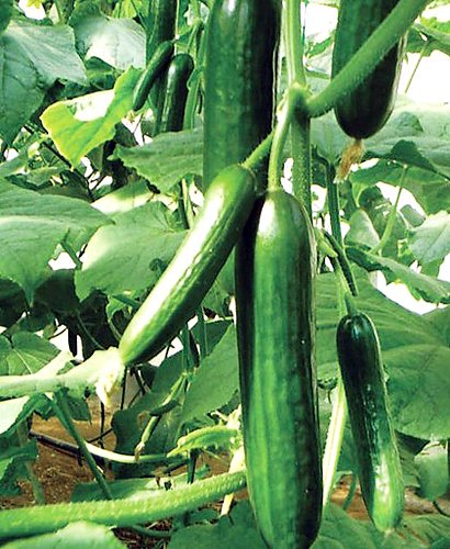 Harley Seeds Muncher 9-inch fruit ideal for slicing in meals.
