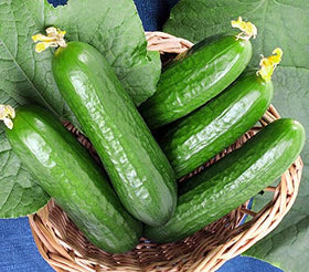 Harley Seeds Muncher nearly spineless cucumber fruit easy to pick.