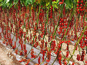 Ciliegino open-pollinated tomatoes on the vine