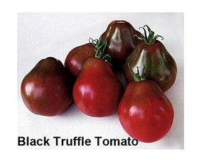 Harley Seeds Paul Robeson seeds for hearty garden harvests