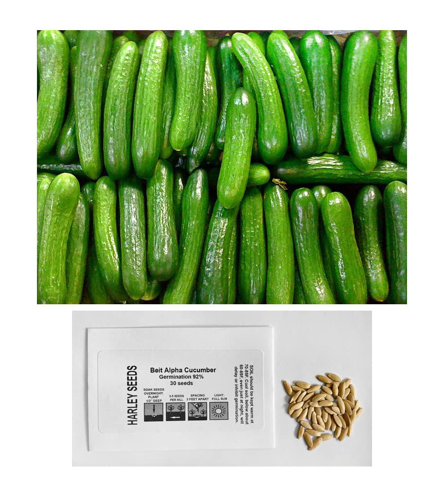Harley Seeds Persian Beit Alpha cucumber seeds pack for home gardening