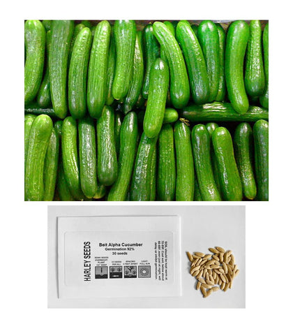 Harley Seeds Persian Beit Alpha cucumber seeds pack for home gardening
