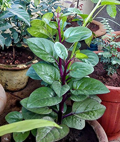 Harley Seeds Phooi leaf red vine spinach plant ready for harvest