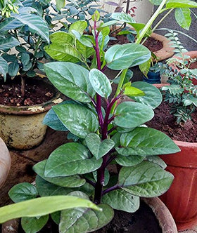 Harley Seeds Phooi leaf red vine spinach plant ready for harvest