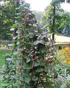 Harley Seeds Phooi leaf salad-friendly greens for fresh meals