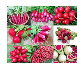 Harley Seeds radish mix nine varieties with colorful roots for fresh salads and quick harvests