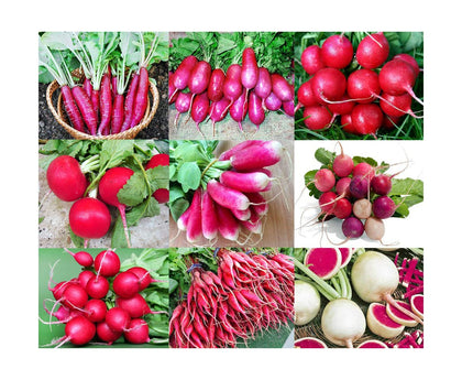 Harley Seeds radish mix nine varieties with colorful roots for fresh salads and quick harvests