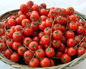 Ripe Ciliegino cherry tomatoes on a sunlit vine