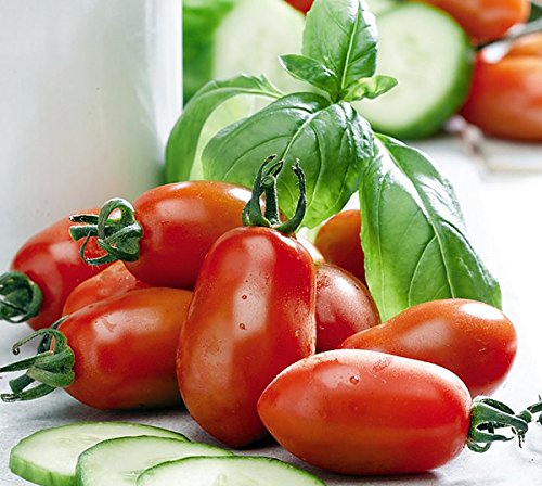Harley Seeds San Marzano fruit clusters, perfect for plum tomato sauces.