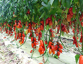 Harley Seeds San Marzano deep red fruit, ideal for sauces.