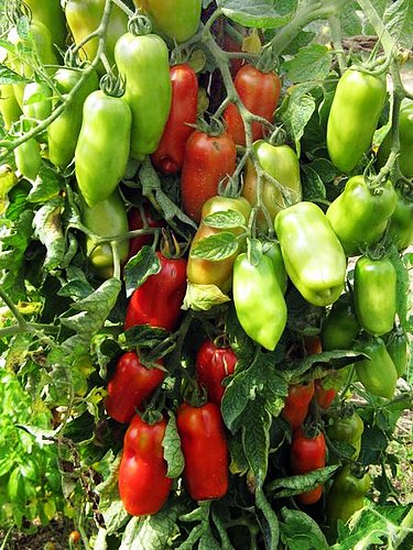 Harley Seeds San Marzano germination image, dependable start for indeterminate vines.