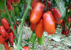 Harley Seeds San Marzano ready-to-harvest tomatoes, supports steady yield.