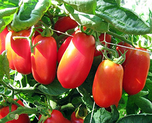 Harley Seeds San Marzano harvest-ready fruits for sauces and bruschetta.