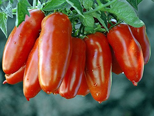 Harley Seeds San Marzano seedlings in soil, primed for sauce-ready harvest.