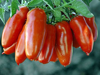 Harley Seeds San Marzano seedlings in soil, primed for sauce-ready harvest.
