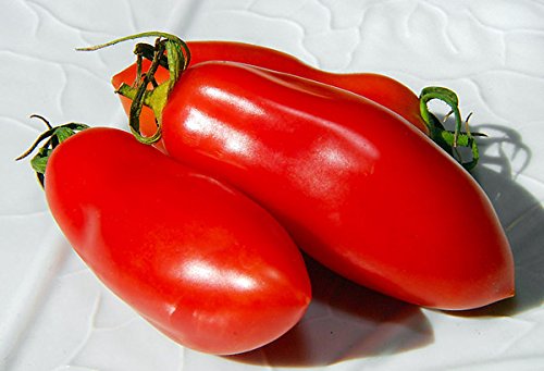 Harley Seeds San Marzano transplanting phase, strong seedlings join the garden.