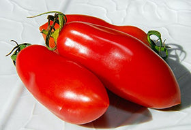 Harley Seeds San Marzano transplanting phase, strong seedlings join the garden.