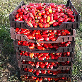 Harley Seeds San Marzano vine growth image shows sturdy, long-season vines.