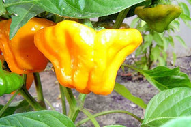Harley Seeds Scotch Bonnet Yellow compact plant thriving in containers.