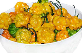 Harley Seeds Scotch Bonnet Yellow fruit ready for harvest, ideal for spicy sauces and salsas.