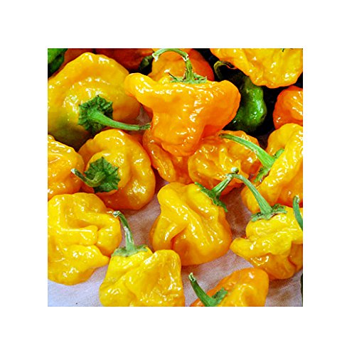 Harley Seeds Scotch Bonnet Yellow plant closeup, compact growth suitable for container gardening.