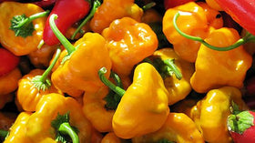 Harley Seeds Scotch Bonnet Yellow ripening fruit, 2-inch pods with smoky, fruity aroma.