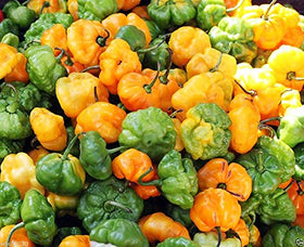 Harley Seeds Scotch Bonnet Yellow seedlings, ready to transplant into larger pots or garden beds.