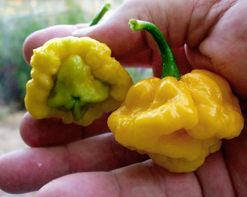 Harley Seeds Scotch Bonnet Yellow smoky-fruity fragrance, decorative and aromatic indoor pepper plant.