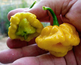 Harley Seeds Scotch Bonnet Yellow smoky-fruity fragrance, decorative and aromatic indoor pepper plant.