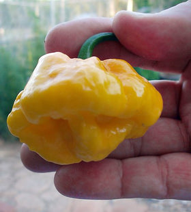 Harley Seeds Scotch Bonnet Yellow two-inch fruit, ideal for bold home cooking and hot sauces.