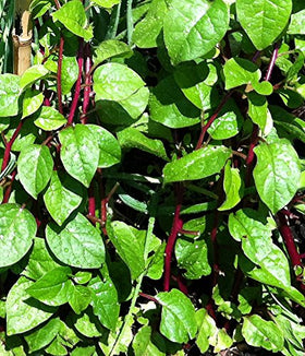 Harley Seeds Spinach climbing vine on trellis in a sunny garden