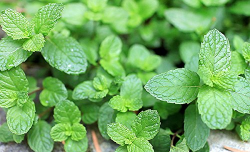 Harley Seeds US-grown mint seeds pack ideal for balcony or kitchen gardens.