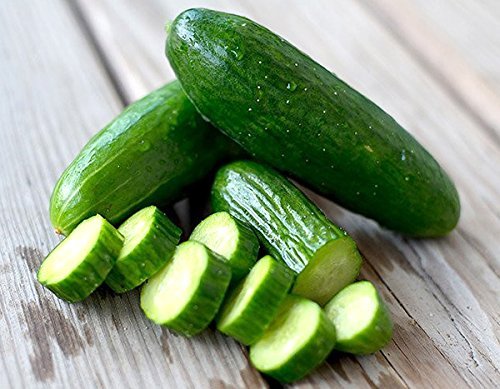 Harley Seeds USA-grown cucumbers thriving in sunlit garden