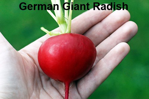 Harley Seeds Watermelon radish reveals pink centers and refreshing crunch