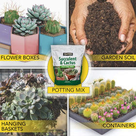 HARRIS indoor outdoor use lets succulents thrive in sunny indoor and outdoor spaces.