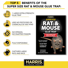 Chemical-free pest control with Harris rat glue traps