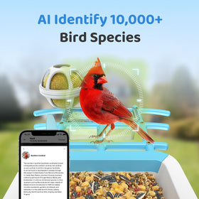 HARYMOR AI recognition identifies numerous species, expanding your backyard observations.